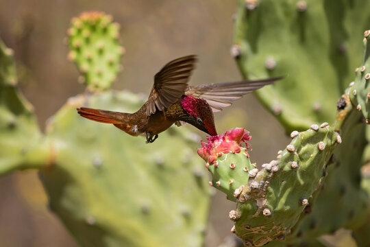 ruby topaz hummingbird eating nectar from a cactus flower