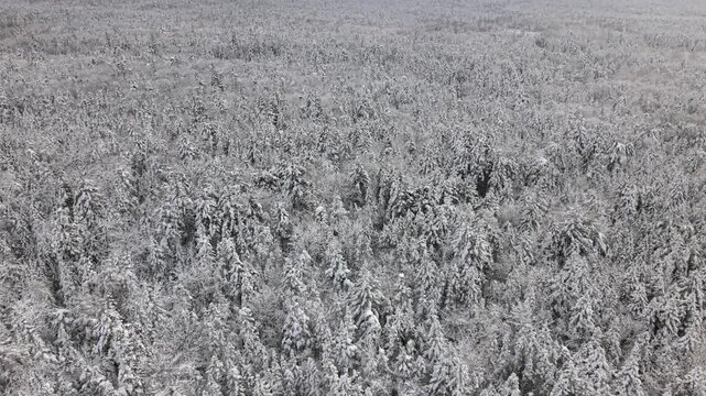 drone view out in heavy blizzard: dense pine and beech trees blanketed in fresh snow around frozen lake in Beechville near Halifax, Nova Scotia. Powerful Canadian winter 4K.