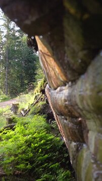 Detailed slow motion shot of water droplets falling from mossy rock wall in Norwegian forest. Pure natural resource, calm atmosphere and sustainable ecosystem concept in wild nature.
