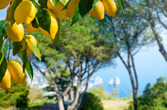 Ripe yellow lemons hanging on branch with green leaves in Capri, Italy. Blurred Mediterranean coast with Faraglioni rocks and blue sea in background. Welcome to Capri concept