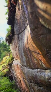 Detailed slow motion shot of water droplets falling from mossy rock wall in Norwegian forest. Pure natural resource, calm atmosphere and sustainable ecosystem concept in wild nature.