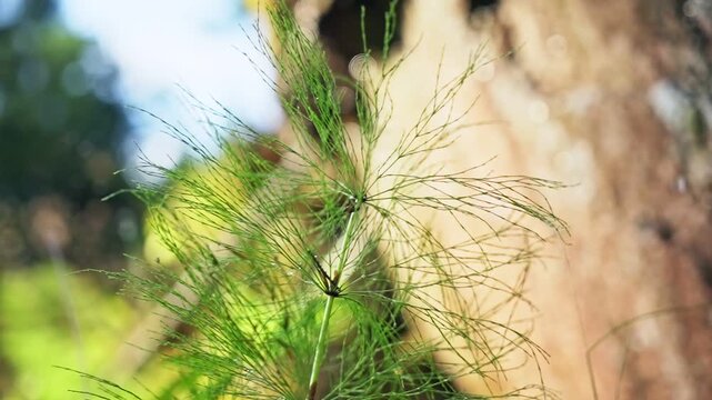 Macro shot of green horsetail plant in Norwegian forest with soft bokeh light. Concept of biodiversity, ESG sustainability and pure wild nature in slow motion aesthetic.