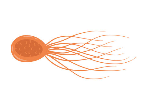 hand Drawn Pyrococcus Furiosus Illustration
