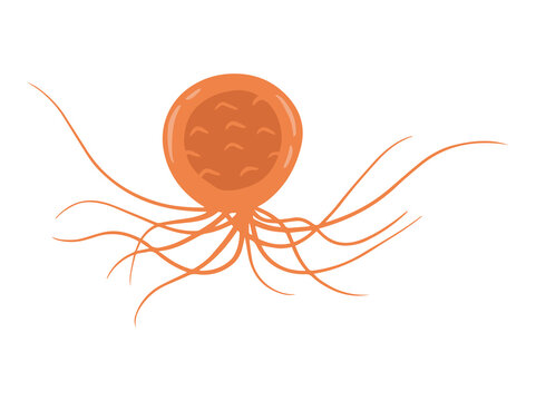 Pyrococcus Furiosus Microorganism