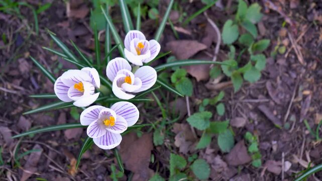 White crocus with subtle veining and yellow stamens on lush green meadow in spring