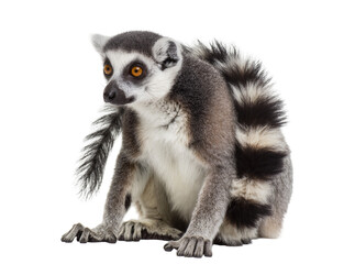 Obraz premium Captivating ring-tailed lemur with striking orange eyes and a long striped tail, sitting calmly isolated on transparent background PNG