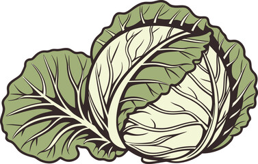 Obraz premium Fresh Green Cabbage Vegetable Illustration. Organic Cabbage Healthy Food Concept. Whole Cabbage Farm Fresh Produce. Green Cabbage Leaf Vegetable Design. Raw Cabbage Natural Food Ingredient. Cabbage