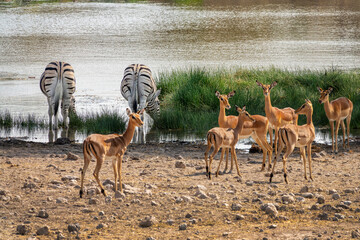 Fototapeta premium Herd of Impalas antelopes and zebras at a waterhole, wildlife safari and game drive in Namibia, Africa