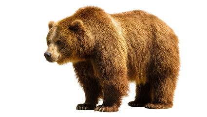 Obraz premium Powerful brown grizzly bear with thick fur standing proudly, majestic wild animal portrait