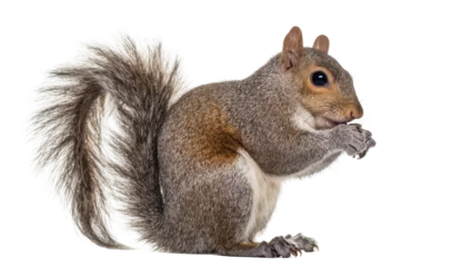 Fototapeten Eichhörnchen Adorable wild grey squirrel with bushy tail sitting upright and eating a snack  © Cressida