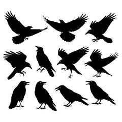 Fototapeta premium Black silhouettes of flying and standing crows.