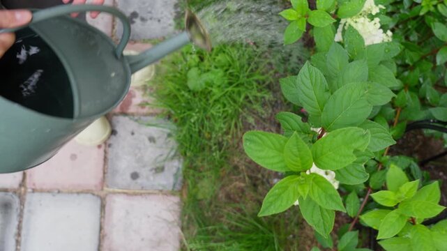 Young woman watering sustainable rock garden with a metal can. Authentic domestic lifestyle, mindful gardening, and eco friendly backyard maintenance concept in natural daylight.