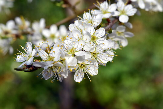 Nahaufnahme von Schlehenbl&uuml;ten im Fr&uuml;hling