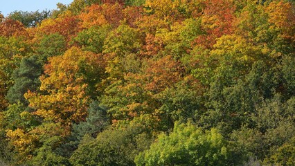 Obraz premium Autumn wood, golden autumn foliage, in a forest in the Sauerland, North Rhine-Westphalia, Germany
