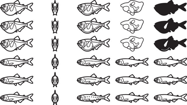 A collection of various fish drawings, presenting a diverse array of species in a creative and informative display.