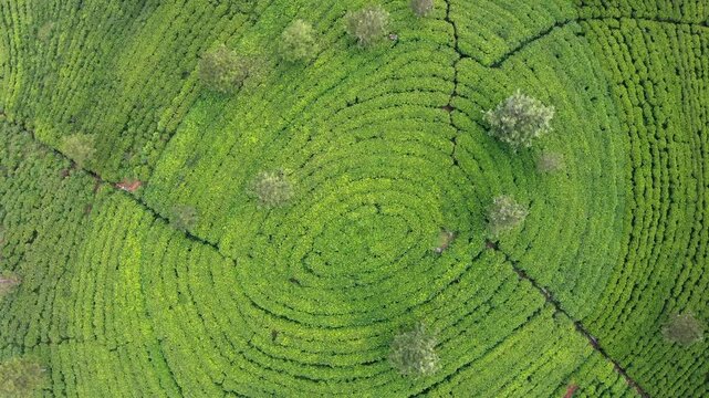 Drone view of Ceylon green tea plantations, 4K footage. Exotic travel and tea cultivation agriculture concept. Haputale, Sri Lanka.