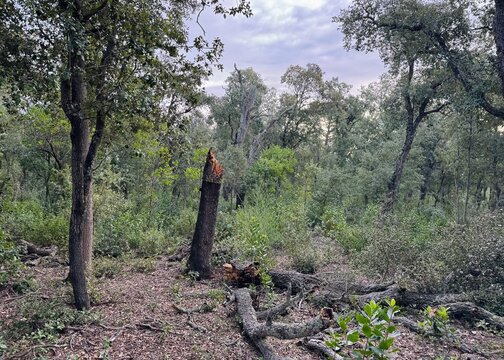 Snapped tree trunk and deadwood on the ground in a green forest landscape
