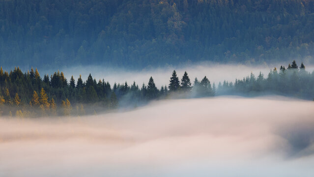 View of ethereal mist blankets a valley, cradling evergreen forests and painted with the soft glow of dawn in Selca, Skofja Loka, Slovenia.