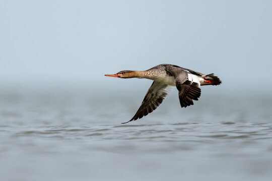 female red breasted merganser soaring low over lake with wingtips touching water