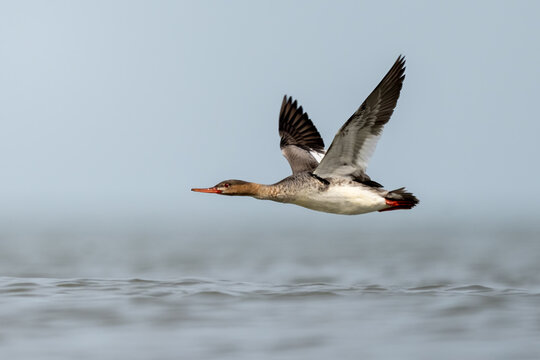 female red breasted merganser soaring low over lake with wings up