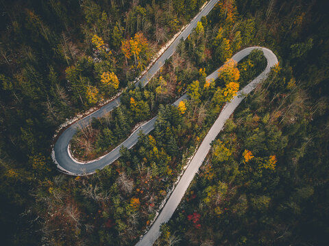 Aerial view of a winding road snaking through a dense forest, where the vibrant autumnal foliage creates a tapestry of oranges, greens and browns, Bohinjska Bistrica, Radovljica, Slovenia.