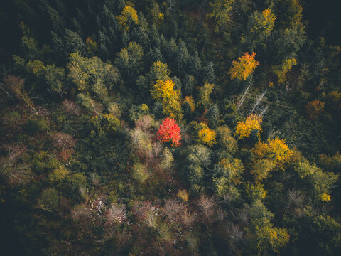 Aerial view of a vibrant forest canopy ablaze with autumn colors, where fiery reds and golds contrast with deep greens, Bohinjska Bistrica, Radovljica, Slovenia.