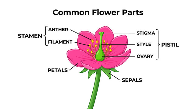 Diagram of common flower parts labeled stamens, pistil, petals and sepals with anther, filament, stigma, style, and ovary