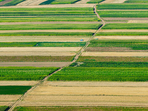 Aerial view of a meandering dirt path cutting through a patchwork of agricultural fields, a vibrant tapestry of greens and golds, Milawczyce, Swietokrzyskie Voivodeship, Poland.