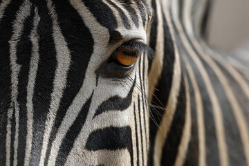 Naklejka premium zebra eye closeup detailed wildlife portrait, closeup of zebra eye showing black and white stripes, exotic zebra eye macro