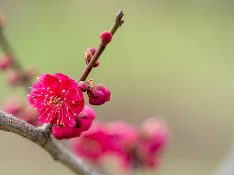 A red plum blossom