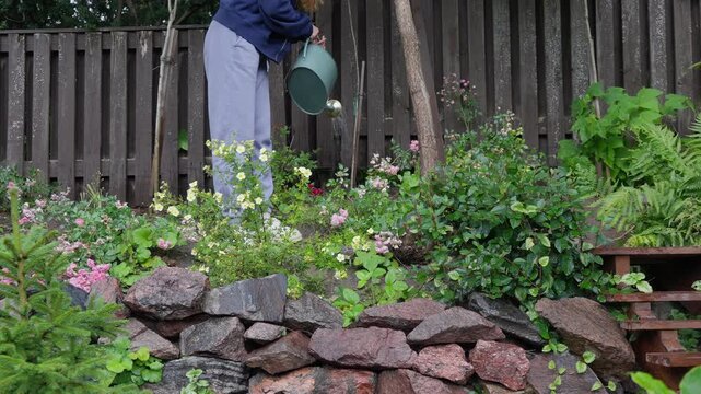 Young woman watering sustainable rock garden with a metal can. Authentic domestic lifestyle, mindful gardening, and eco friendly backyard maintenance concept in natural daylight.