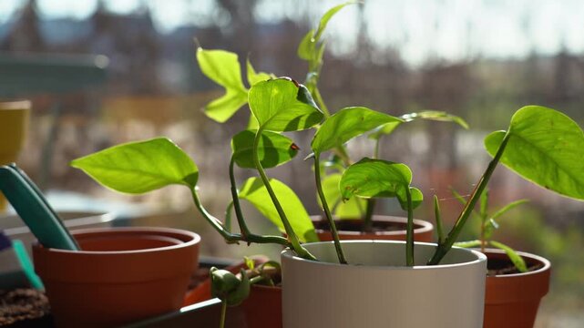 Close-up view of a wooden shelf with pots, plants and seedlings in front of a window. 