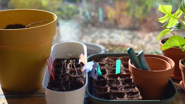 Close-up view of a wooden shelf with pots, plants and seedlings in front of a window. 