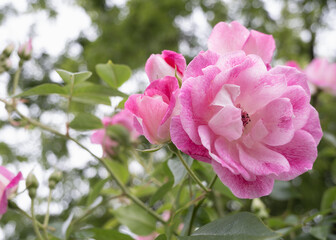 Obraz premium 鮮やかなピンクのバラの房咲き