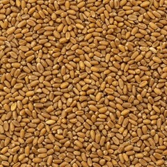Fototapeta premium Abstract close-up texture of dried golden wheat kernels spread evenly across a flat surface, ideal for rustic food backgrounds or copy space, natural, wheat, kernel