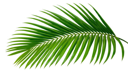 Fototapeta premium Vibrant green tropical palm leaf element with fresh natural texture, perfect for design
