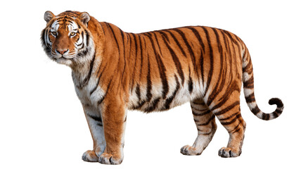 Fototapeta premium Majestic striped tiger standing elegantly, powerful predator with intense gaze, wildlife portrait