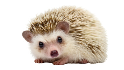 Captivating portrait of a small African pygmy hedgehog with cute eyes and spiky fur © Rowena