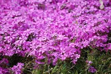 Obraz premium Field of pink creeping phlox flowers in full bloom