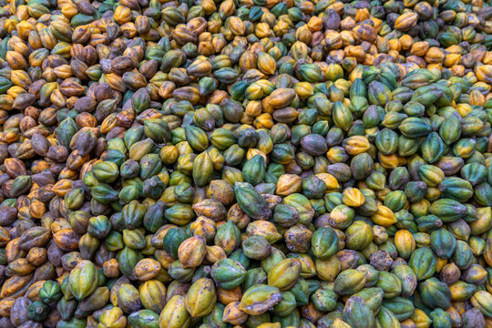 Carica fruit, highland-grown mountain papaya (Carica pubescens), known for its sweet, unique flavor in processed forms like syrup and jam, Dieng Area, Wonosobo, Central Java, Indonesia.