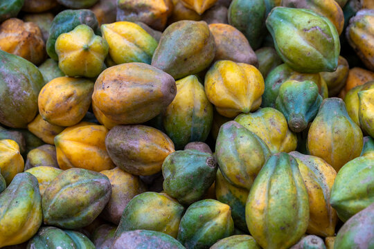Carica fruit, highland-grown mountain papaya (Carica pubescens), known for its sweet, unique flavor in processed forms like syrup and jam, Dieng Area, Wonosobo, Central Java, Indonesia.