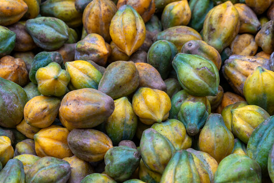 Carica fruit, highland-grown mountain papaya (Carica pubescens), known for its sweet, unique flavor in processed forms like syrup and jam, Dieng Area, Wonosobo, Central Java, Indonesia.