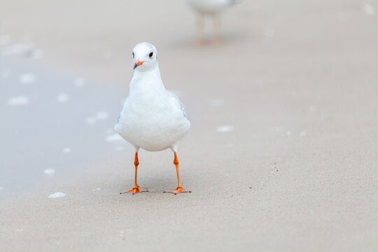 Seagull in the natural environment on the Baltic Sea.