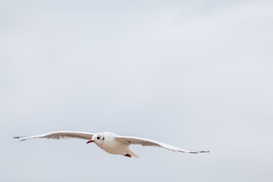 Seagull in the natural environment on the Baltic Sea.