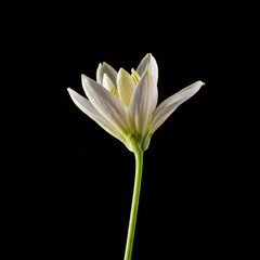 Obraz premium Minimalist composition featuring an undeveloped, pale floral structure, symbolizing potential growth, purity, and the promise of a future bloom, stem, new, opportunity