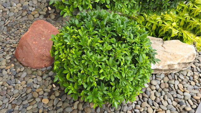 Fukien Tea, pruned into spherical shape, is grown in garden covered with pebbles. There are large brown and white rocks next to the tree. Densely branched shrub with single,dark green,glossy leaves. 
