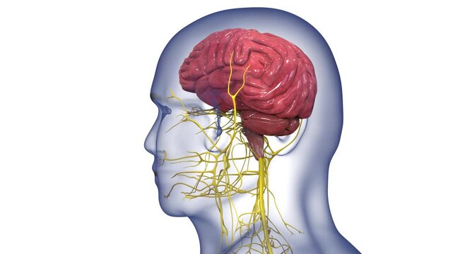 Central Organ of Human Nervous System Brain Anatomy Animation Concept