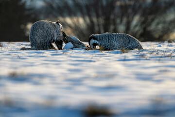 A dramatic wildlife scene of two European badgers scavenging on a bird carcass in a snowy field at sunrise. The low winter sun creates long shadows and a cold, atmospheric mood in the natural wilderne © Rudolf
