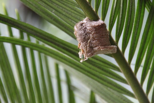 Detailed close up of a praying mantis egg case with leaf texture