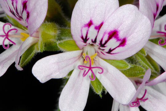 Zitronengeranie, Pelargonium-Crispum